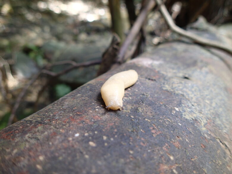 2025/8/4　ヤンバルヤマナメクジ