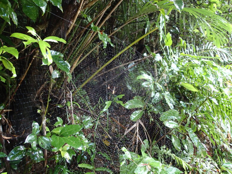 2025/8/4　オオジョロウグモの巣