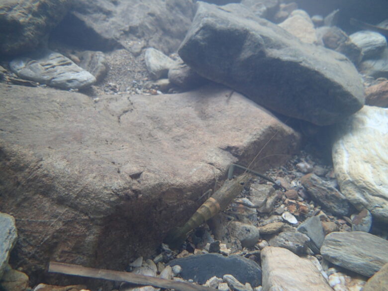 2025/8/6　テナガエビの仲間