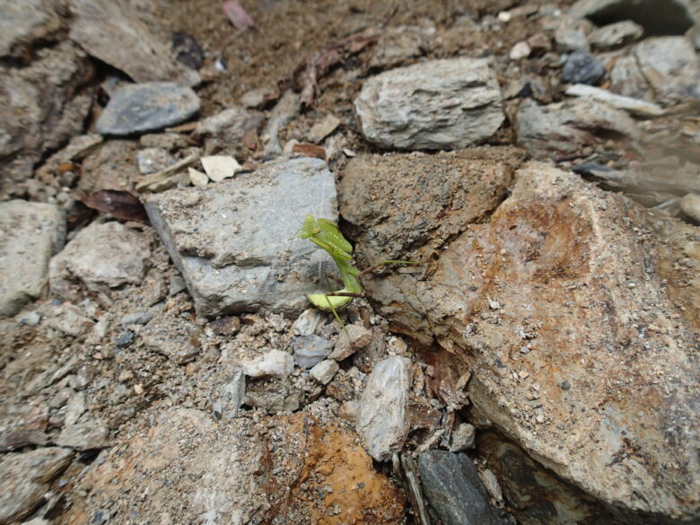 2025/8/6　ハラビロカマキリ