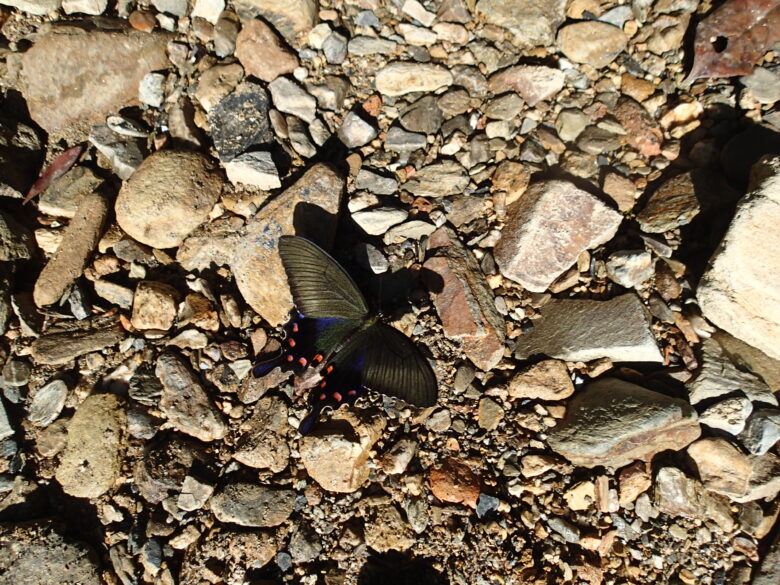 2025/8/7　オキナワカラスアゲハ