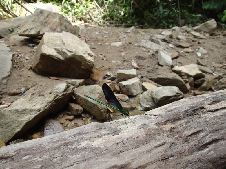 2025/8/8　リュウキュウハグロトンボ、オス