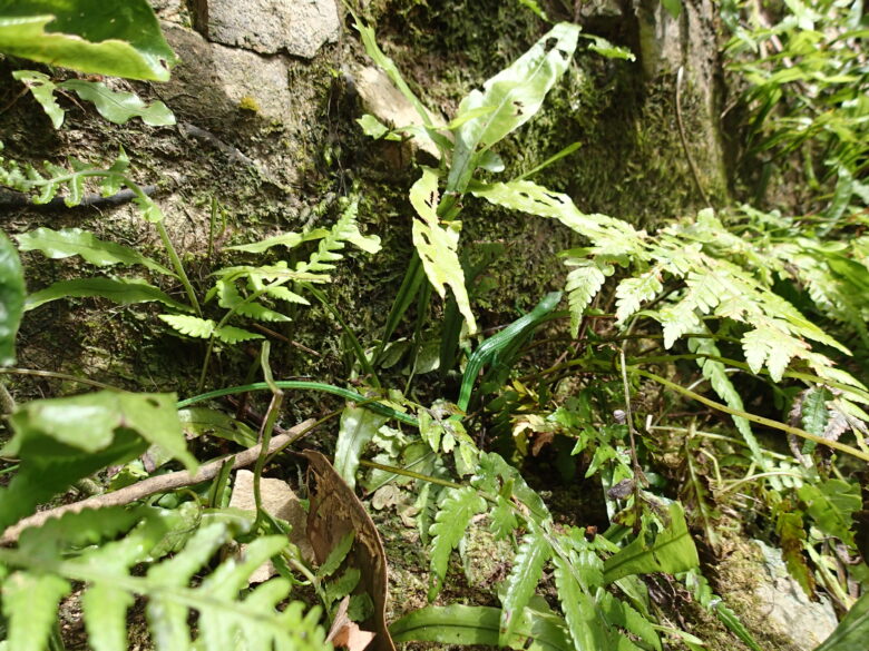 2025/8/8　アオカナヘビ、メス