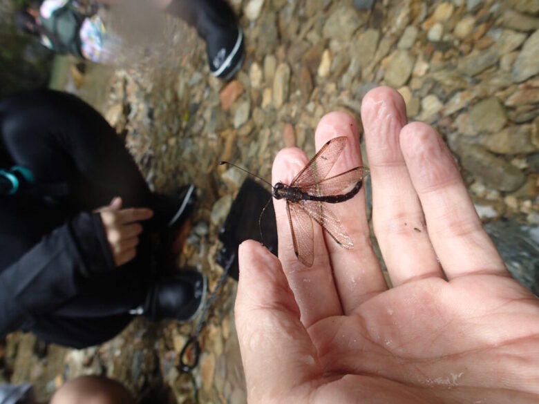 2025/8/9　オキナワツノトンボ