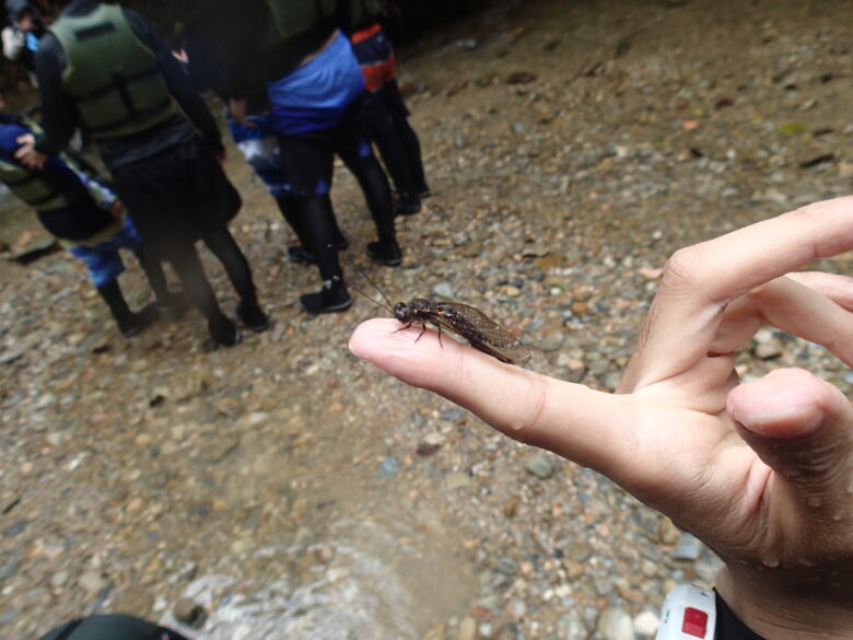 2025/8/9　オキナワツノトンボ