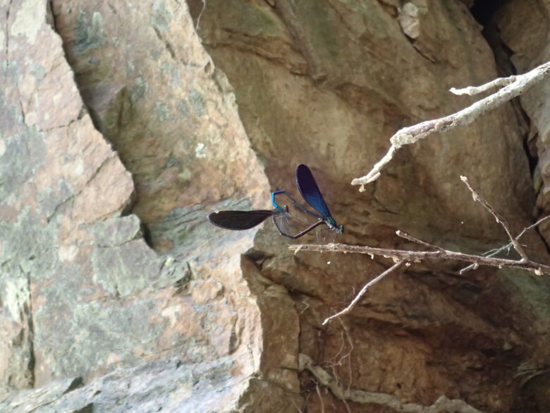 2025/8/9　リュウキュウハグロトンボ交接シーン