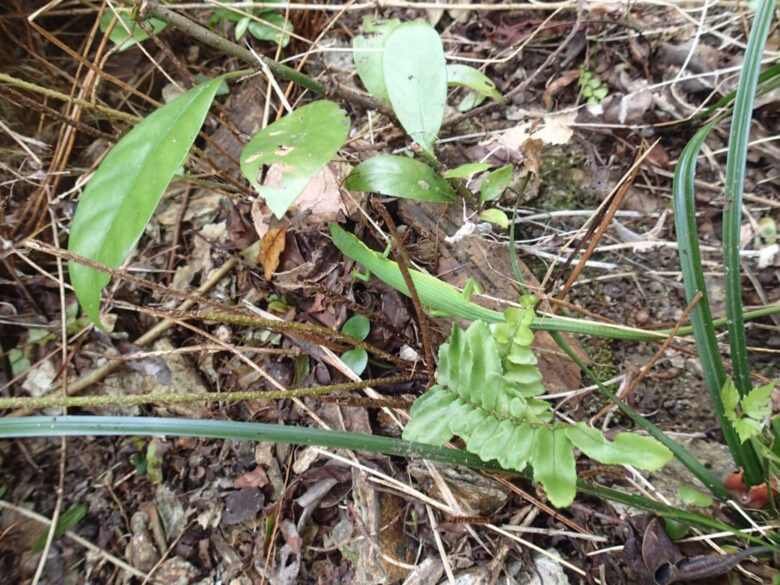 2025/8/9　アオカナヘビ、オス