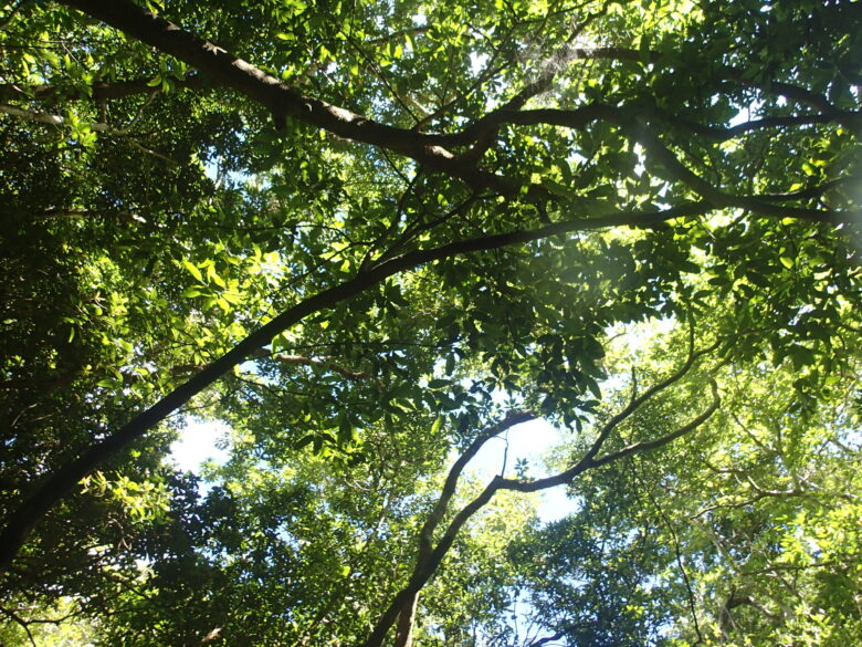 2025/8/9　夏の沖縄の青空と緑のジャングル