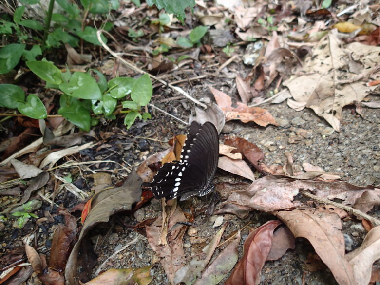 2025/8/10　シロオビアゲハ