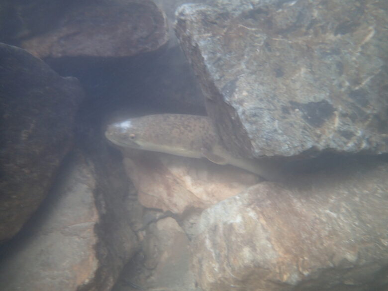 2025/8/11　オオウナギ