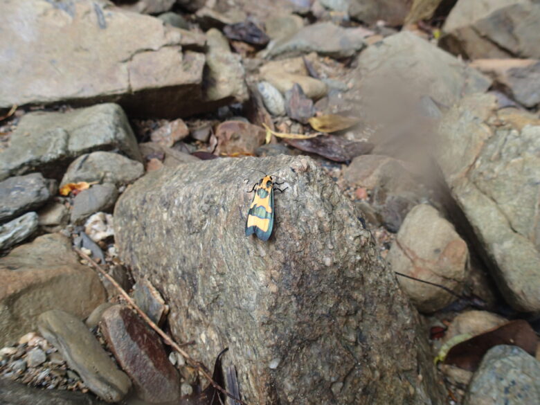 2025/8/12　ルリモンホソバ