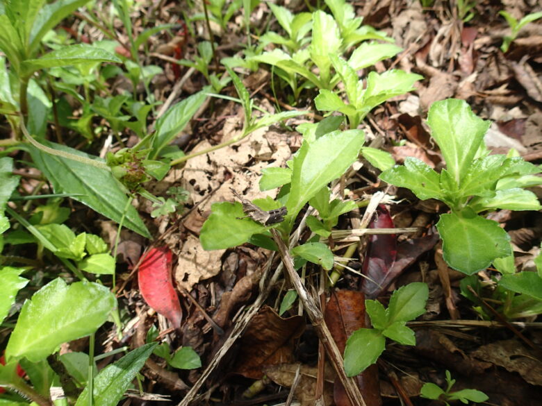 2025/8/12　オキナワモリバッタ