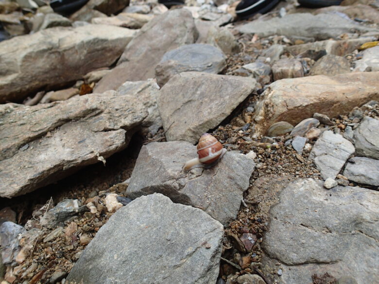 2025/8/13　オキナワヤマタカマイマイ