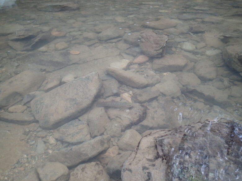 2025/8/16　ボウズハゼ