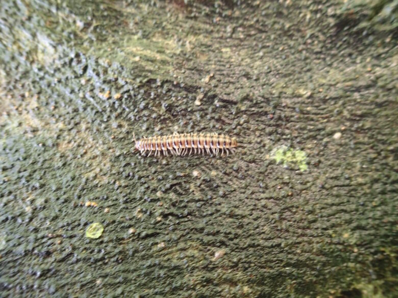 2025/8/16　ヤスデ