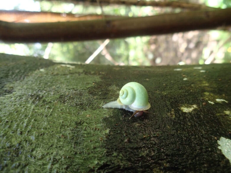 2025/8/16　アオミオカタニシ