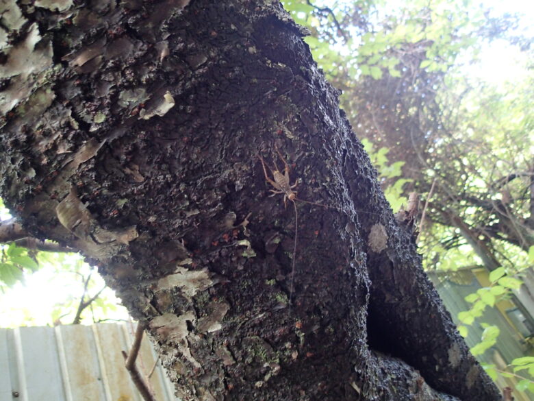 2025/8/17　マダラコオロギ