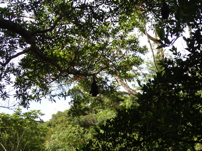 2025/8/17　オリイオオコウモリ