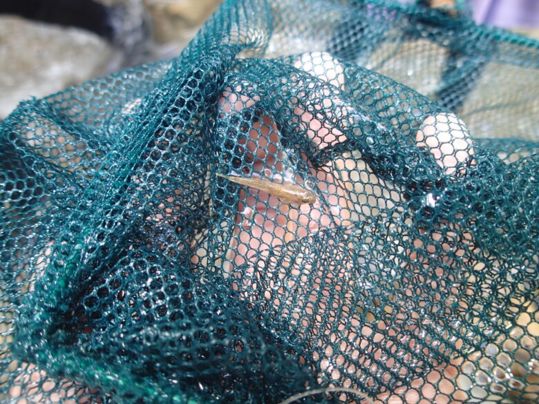 2025/8/18　クロヨシノボリ(ハゼの仲間)