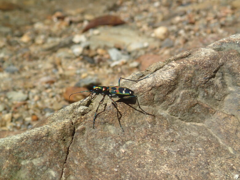 2025/8/18　オキナワハンミョウ