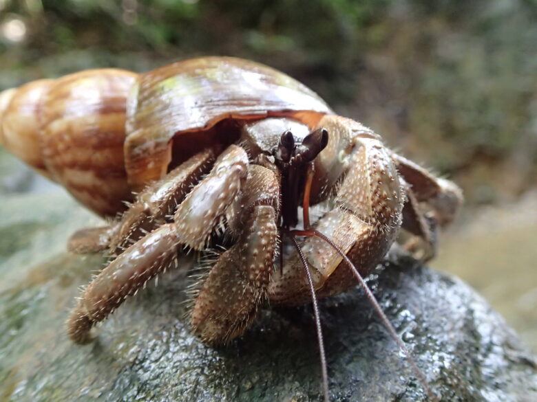 2025/8/20　オカヤドカリ