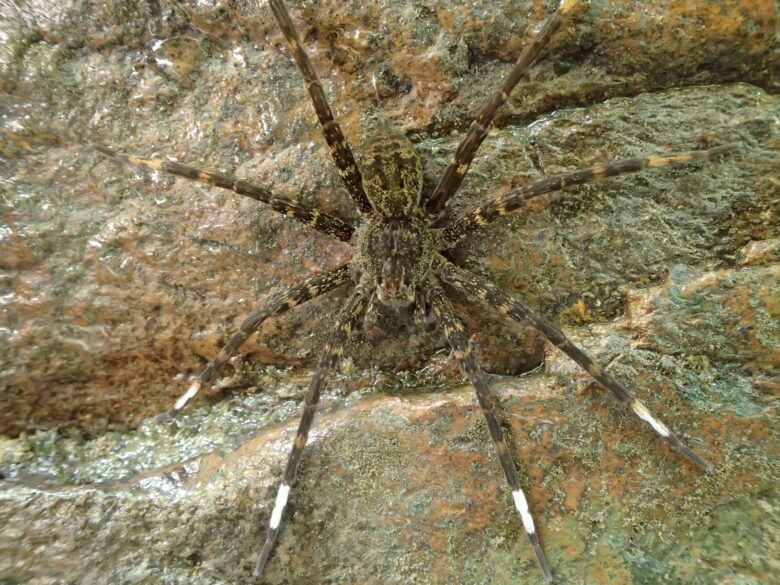 2025/8/20　オオハシリグモ