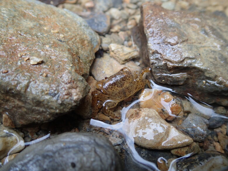 2025/8/22　サワガニの仲間