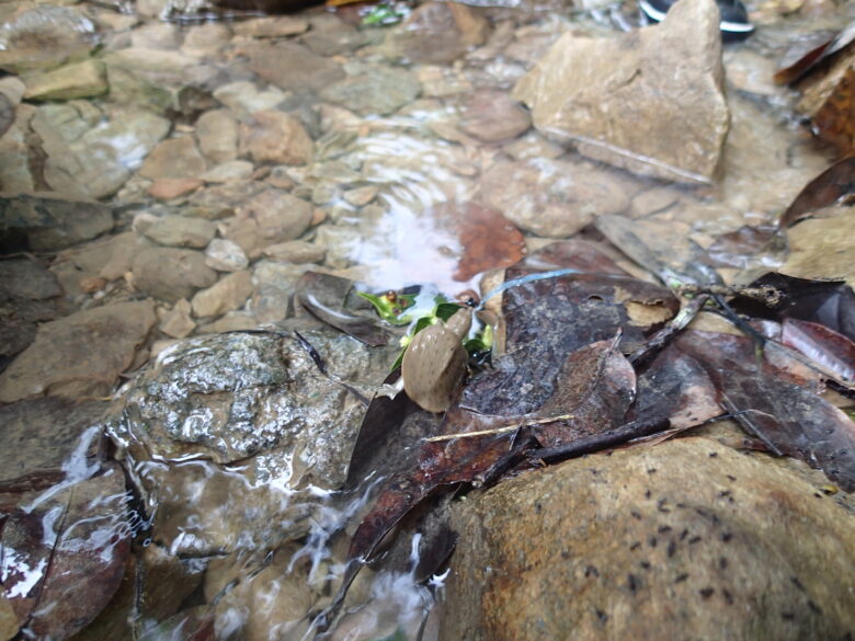 2025/8/22　ニホンスッポン