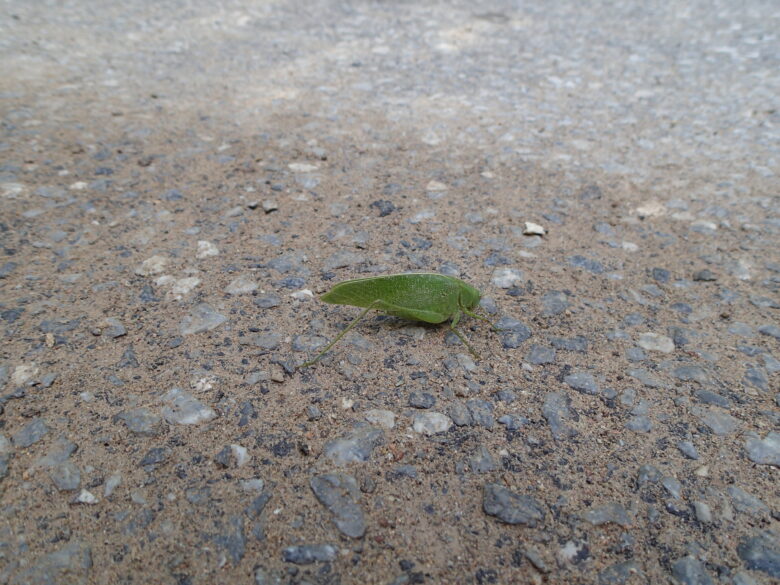 2025/8/24　ダイトウクダマキモドキ