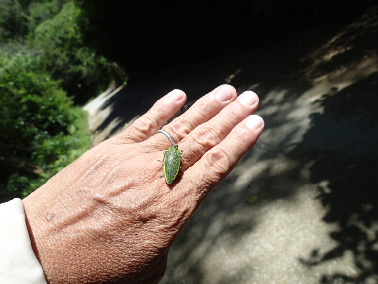 2025/8/26　アオムネスジタマムシ
