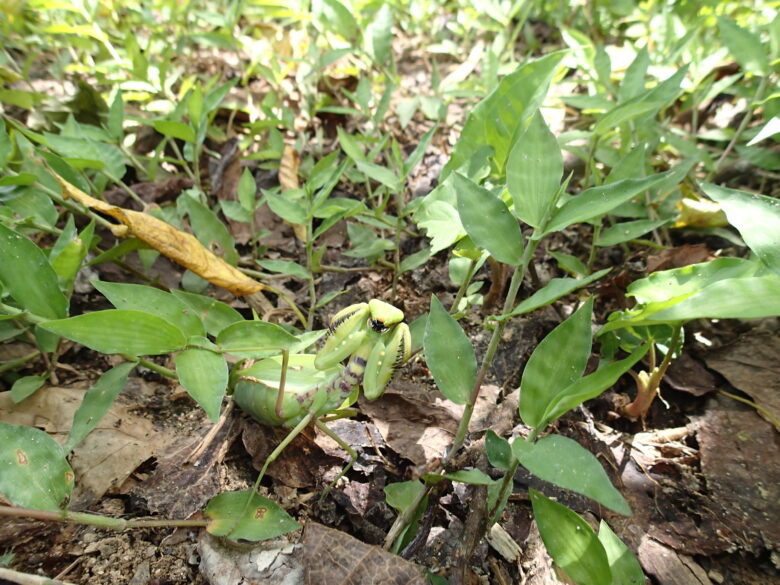 2025/8/26　ハラビロカマキリ