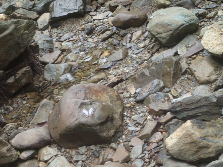 2025/8/25　イシガケチョウ