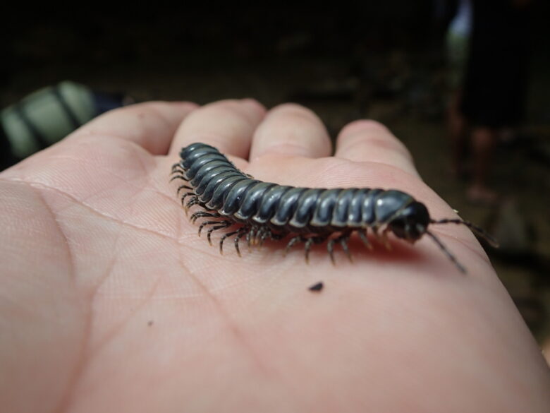 2025/8/28　ホルストアマビコヤスデ