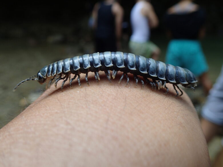 2025/8/28　ホルストアマビコヤスデ