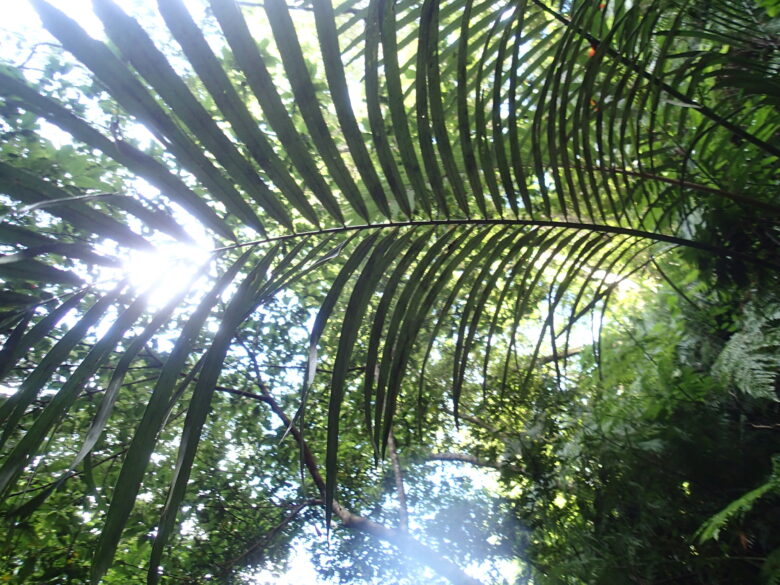 2025/8/31　夏の日差しとジャングル
